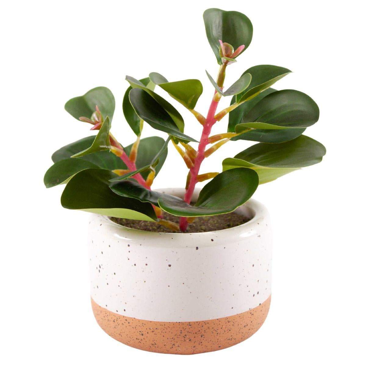 Pianta succulenta artificiale in vaso 12,5X10,5H17