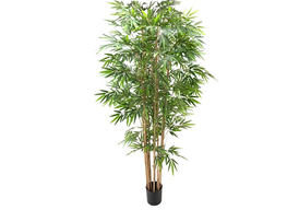 Pianta di Bamboo ornamentale 140 cm. 560 foglie