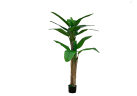 Pianta di Banano ornamentale 160 cm con vaso