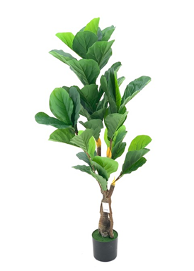 Pianta ornamentale Ficus Pandurata 125 cm. 43 foglie con vaso