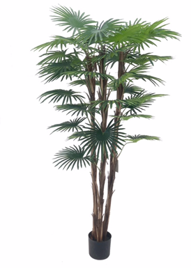 Pianta ornamentale Palma Camerux 140 cm. con vaso