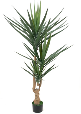 Pianta ornamentale Yucca 180 cm 79 foglie con vaso